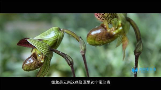 張石寶：20年初心不改 傾力保護(hù)“植物界的大熊貓”