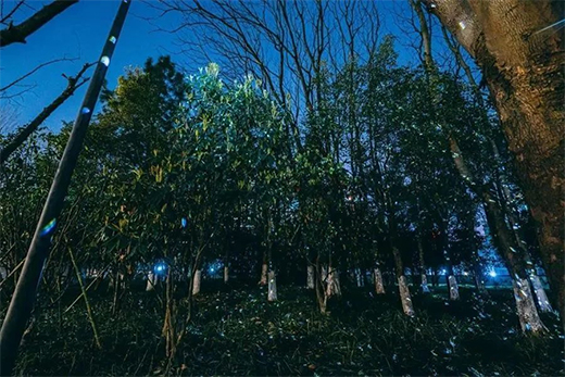 亮化工程點亮“新征程”!多地夜景即將全新亮相